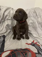 Red collar , a male Labrador Retriever for sale in San Antonio, TX – 4 of 5