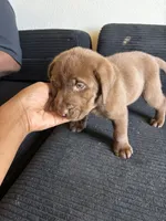 Neon collar , a male Labrador Retriever for sale in San Antonio, TX – 6 of 6