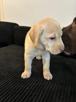 Baby blue , a female Labrador Retriever for sale in San Antonio, TX – 6 of 7