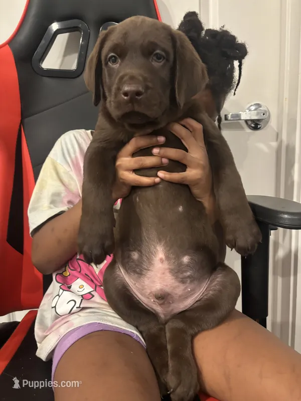 Orange collar  – Labrador Retriever puppy on hold in San Antonio, TX