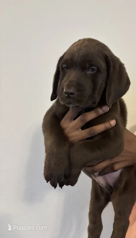Red collar  – Labrador Retriever puppy for sale in San Antonio, TX