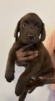 Pink collar , a female Labrador Retriever for sale in San Antonio, TX – 4 of 4