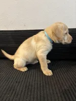 Baby blue , a female Labrador Retriever for sale in San Antonio, TX – 4 of 7