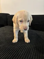 Baby blue , a female Labrador Retriever for sale in San Antonio, TX – 5 of 7