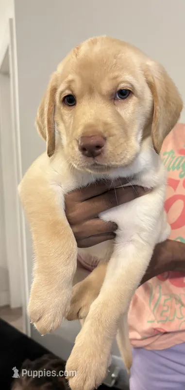 Baby blue  – Labrador Retriever puppy for sale in San Antonio, TX