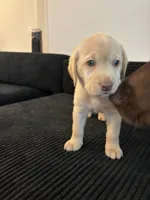 Baby blue , a female Labrador Retriever for sale in San Antonio, TX – 1 of 7