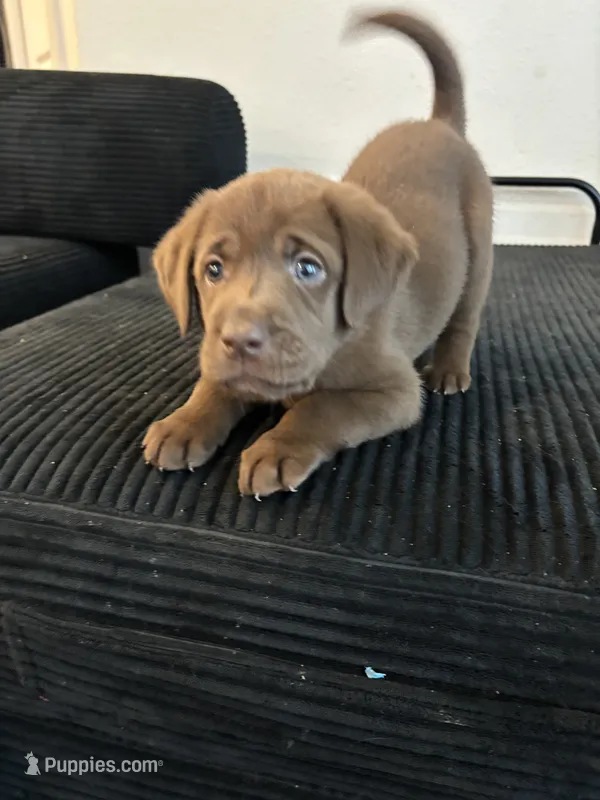 Yellow collar  – Labrador Retriever puppy for sale in San Antonio, TX