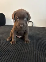 Orange collar , a male Labrador Retriever for sale in San Antonio, TX – 3 of 7