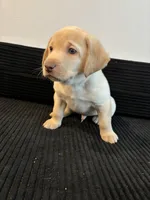 Green collar, a male Labrador Retriever for sale in San Antonio, TX – 4 of 5