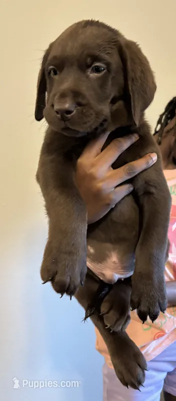 Orange collar  – Labrador Retriever puppy for sale in San Antonio, TX