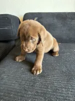 Neon collar , a male Labrador Retriever for sale in San Antonio, TX – 4 of 6