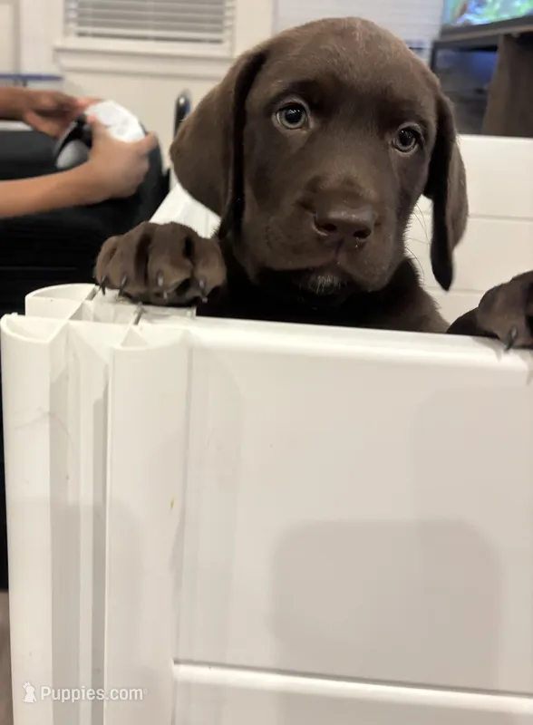 Red collar  – Labrador Retriever puppy on hold in San Antonio, TX