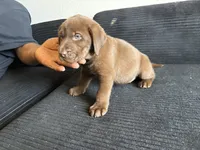 Neon collar , a male Labrador Retriever for sale in San Antonio, TX – 5 of 6