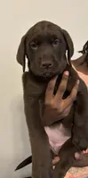 Purple collar , a female Labrador Retriever for sale in San Antonio, TX – 3 of 4