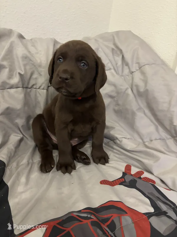 Red collar  – Labrador Retriever puppy for sale in San Antonio, TX