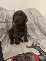 Red collar , a male Labrador Retriever for sale in San Antonio, TX – 1 of 5