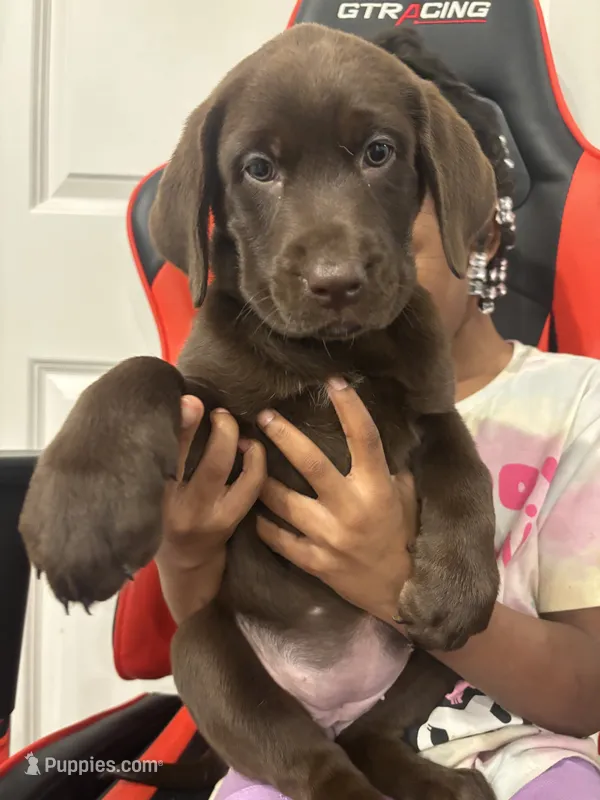 Purple collar  – Labrador Retriever puppy for sale in San Antonio, TX