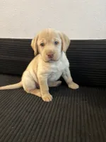 Baby blue , a female Labrador Retriever for sale in San Antonio, TX – 2 of 7