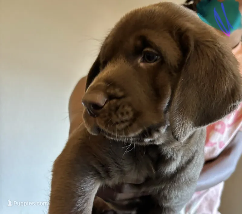 Neon collar – Labrador Retriever puppy for sale in San Antonio, TX