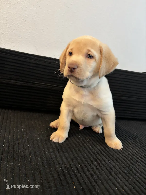 Green collar – Labrador Retriever puppy on hold in San Antonio, TX
