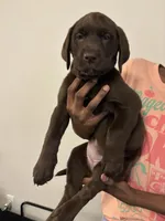 Purple collar , a female Labrador Retriever for sale in San Antonio, TX – 2 of 4