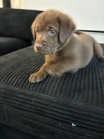 Yellow collar , a female Labrador Retriever for sale in San Antonio, TX – 4 of 5