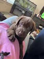 Neon collar , a male Labrador Retriever for sale in San Antonio, TX – 1 of 6