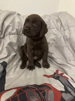Red collar , a male Labrador Retriever for sale in San Antonio, TX – 3 of 5