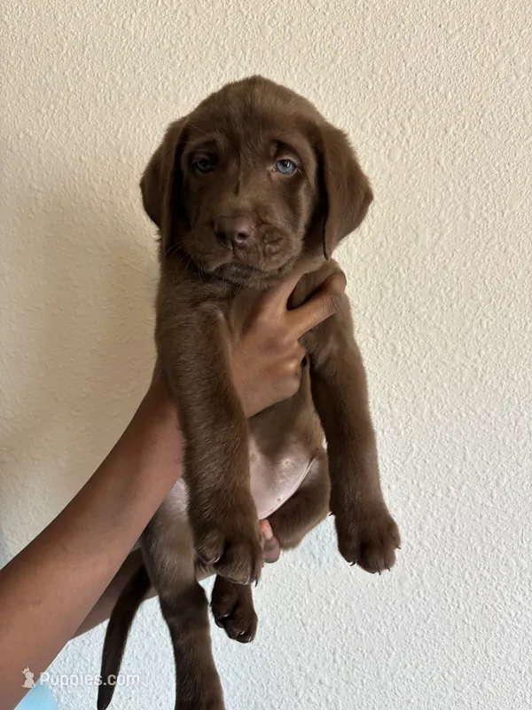 Yellow collar  – Labrador Retriever puppy for sale in San Antonio, TX
