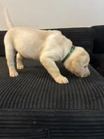 Green collar, a male Labrador Retriever for sale in San Antonio, TX – 3 of 5