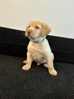 Green collar, a male Labrador Retriever for sale in San Antonio, TX – 2 of 5