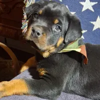 processed/b721df5e-c2d1-4d00-bc5f-e0c16de41d07/listing/52ff0b43-b33d-442a-a2c7-9a6c1f823fc2/33cdffec-dd89-4d0d-aa65-499f76082d7c