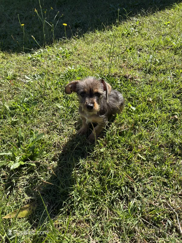 Ziggy – Dachshund, Chihuahua puppy for sale in Fayetteville, NC