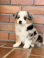 Sigma, a female Miniature Australian Shepherd for sale in Boring, OR – 2 of 3