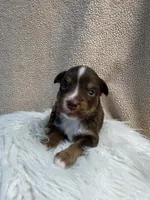 Sundance, a male Miniature Australian Shepherd and Miniature American Shepherd for sale in Boring, OR – 1 of 2