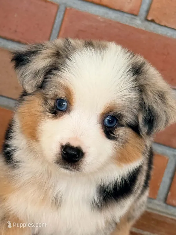 Sigma – Miniature Australian Shepherd puppy for sale in Boring, OR