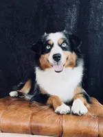 Conductor, a male Miniature American Shepherd for sale in Boring, OR – 2 of 3