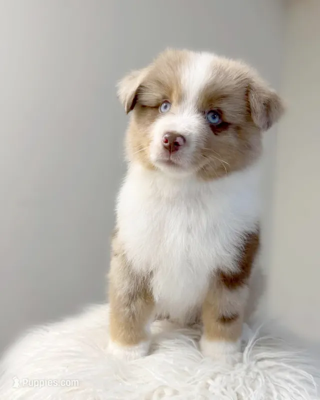 Chip – Miniature American Shepherd puppy for sale in Boring, OR