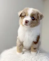 Chip, a male Miniature American Shepherd for sale in Boring, OR – 1 of 2