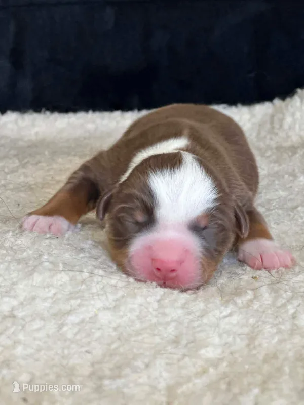 Union – Miniature American Shepherd puppy for sale in Boring, OR