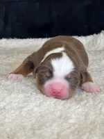 Union, a male Miniature American Shepherd for sale in Boring, OR – 1 of 3