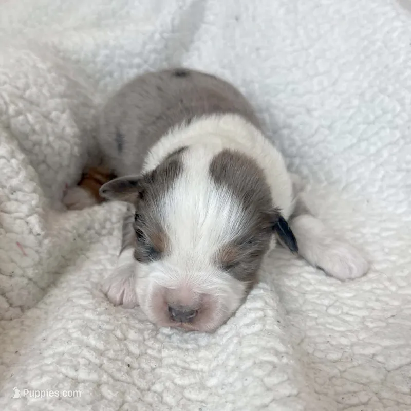 Plow – Miniature Australian Shepherd puppy for sale in Boring, OR