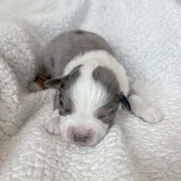 Plow, a male Miniature Australian Shepherd for sale in Boring, OR – 1 of 1