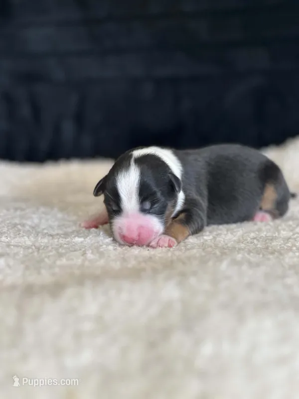 Conductor – Miniature American Shepherd puppy for sale in Boring, OR