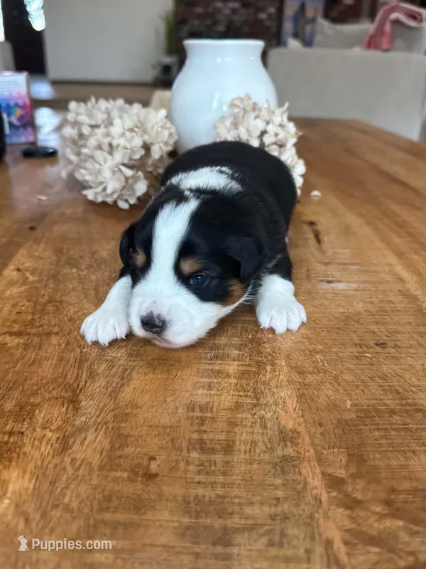 Conductor – Miniature American Shepherd puppy for sale in Boring, OR