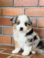 Sigma, a female Miniature Australian Shepherd for sale in Boring, OR – 3 of 3