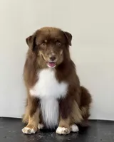 Doc, a male Miniature Australian Shepherd and Miniature American Shepherd for sale in Boring, OR – 3 of 3