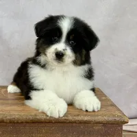 Wacky, a female Miniature Australian Shepherd for sale in Boring, OR – Photo 3 of 6