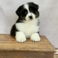 Wacky, a female Miniature Australian Shepherd for sale in Boring, OR – Photo 5 of 6