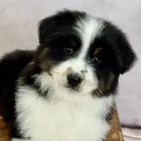 Wacky, a female Miniature Australian Shepherd for sale in Boring, OR – Photo 4 of 6